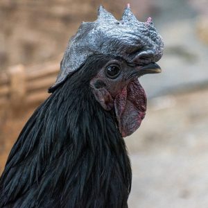 Fresh Kadaknath chicken